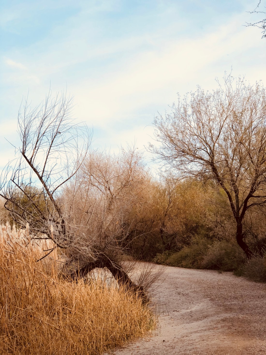 8BDC163D-16ED-4318-A85C-A204992741B7